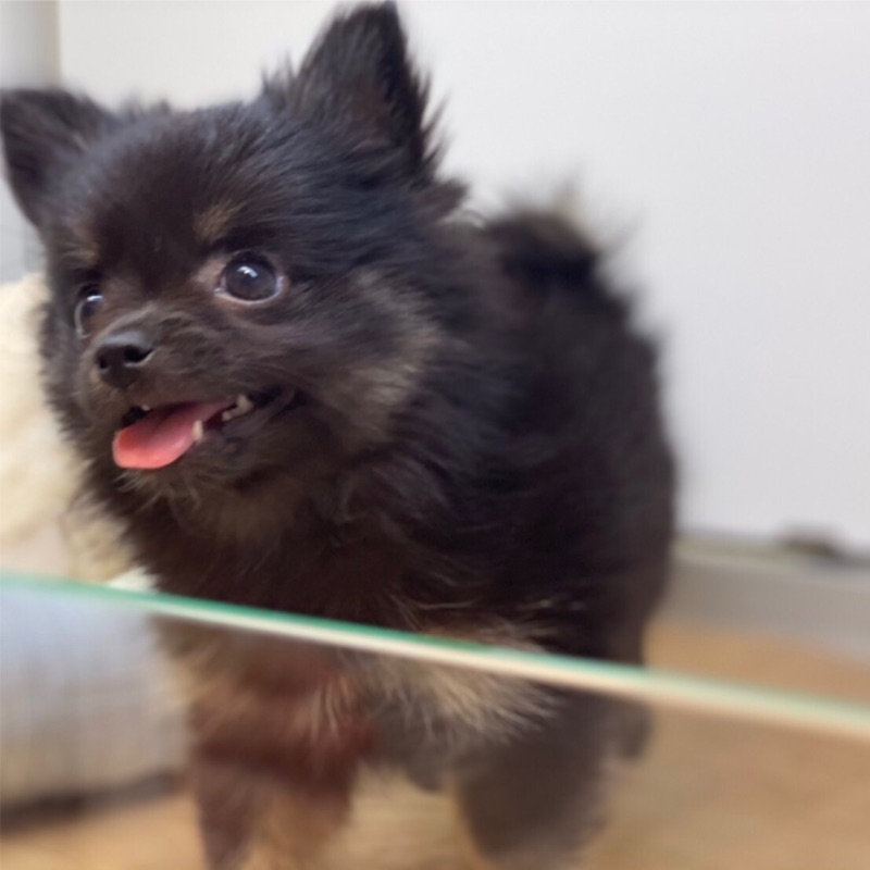chi