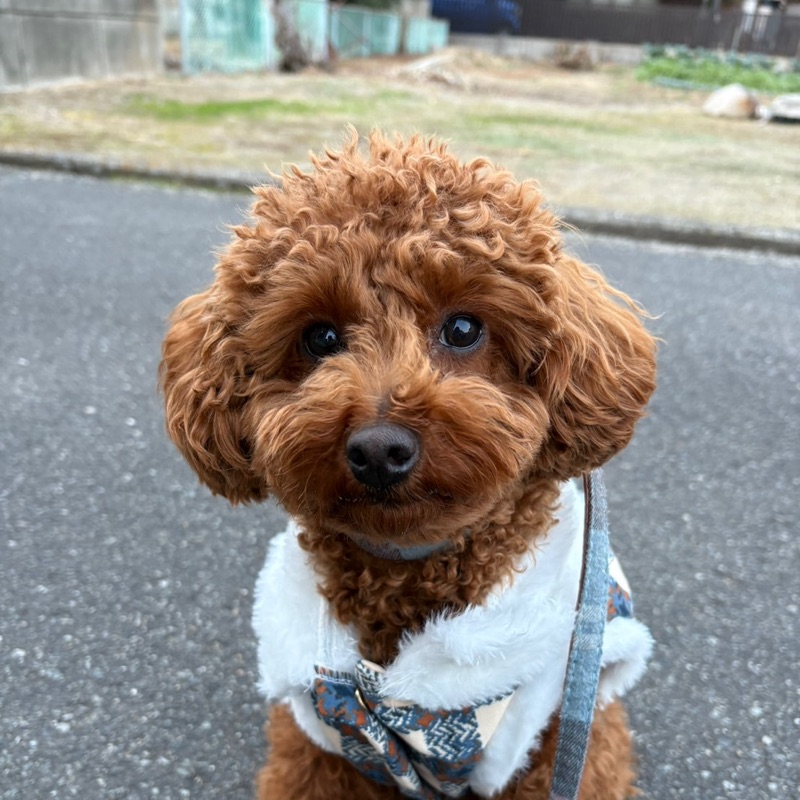 杉本明子