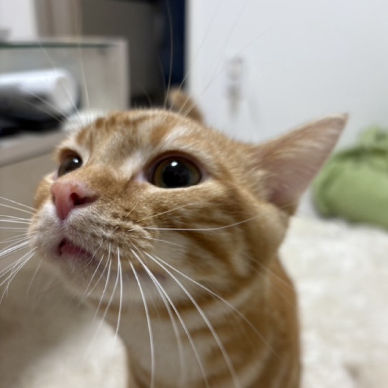 らな