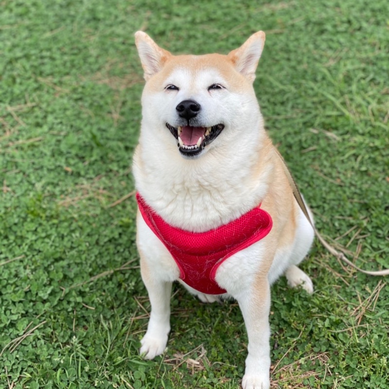 ほしの