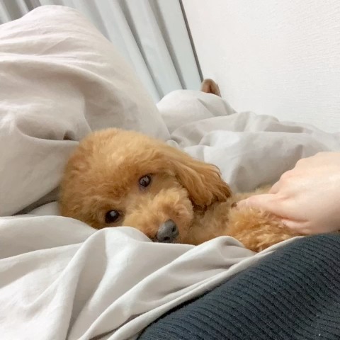 すず