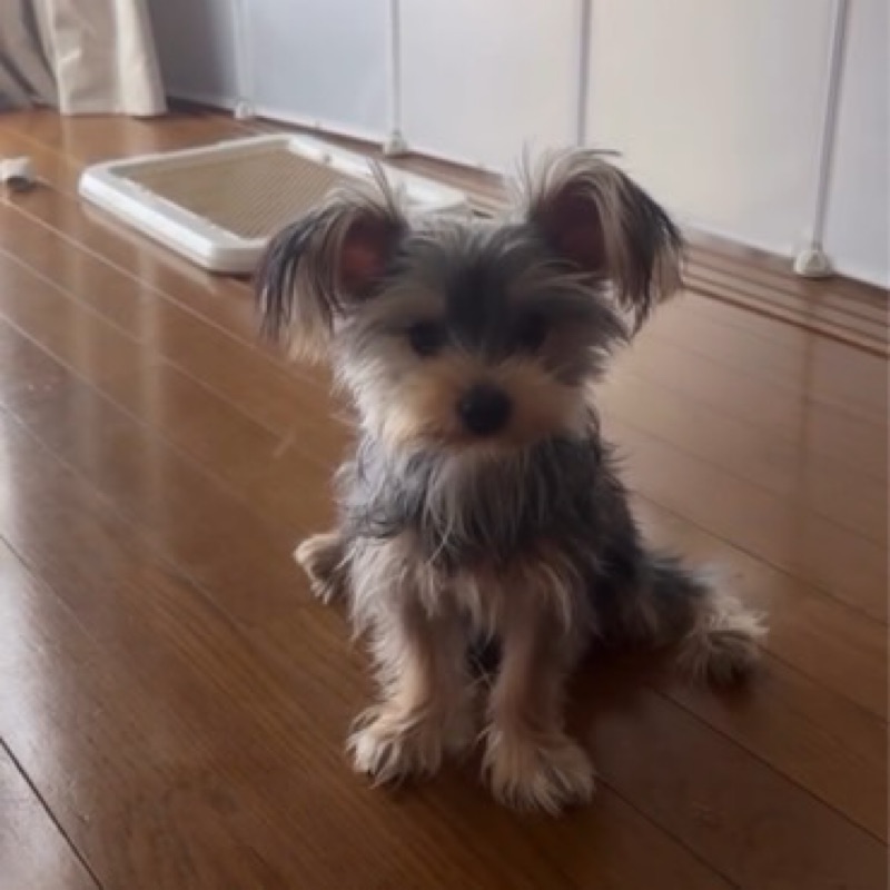みかこ