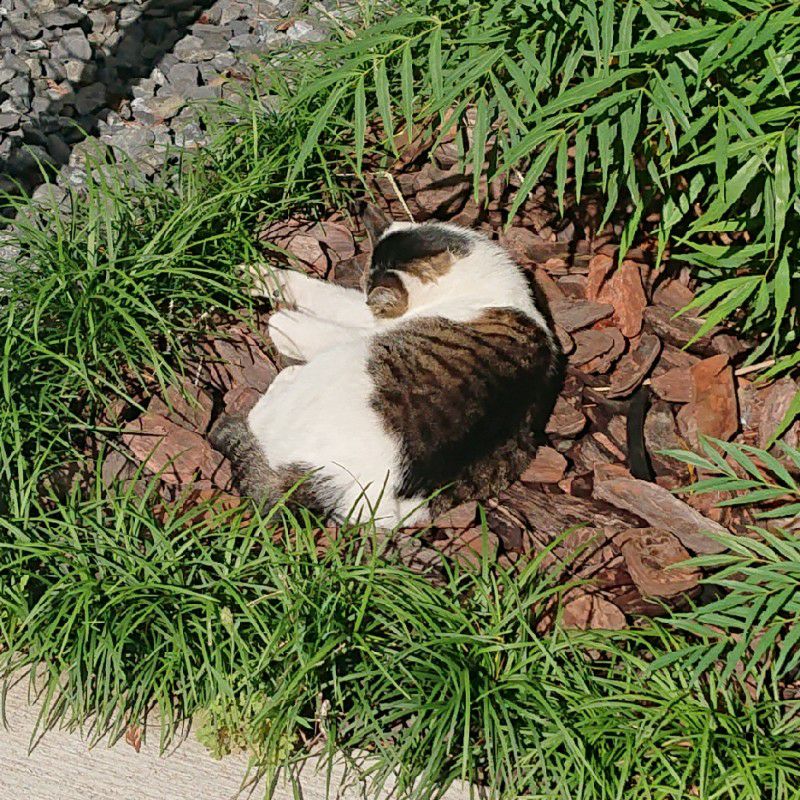 しゃも