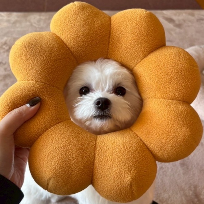 ココ