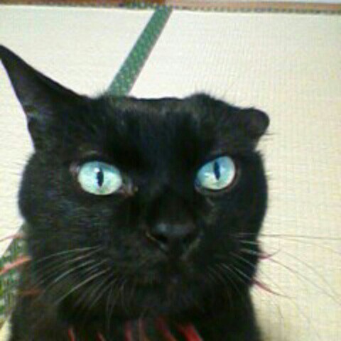 若槻青里