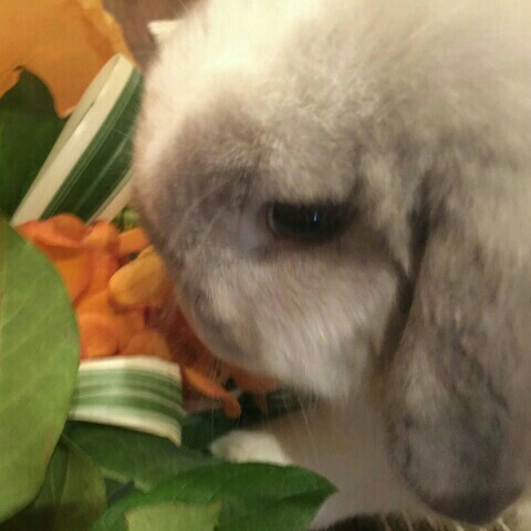 プティママ