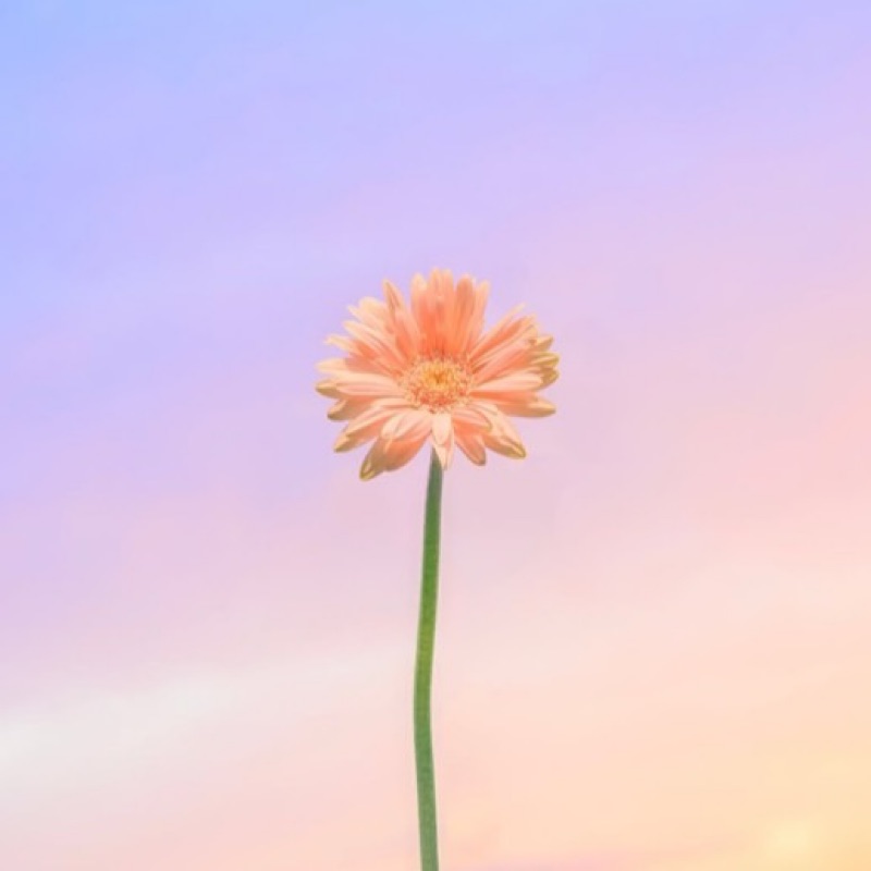 三枝　花梨