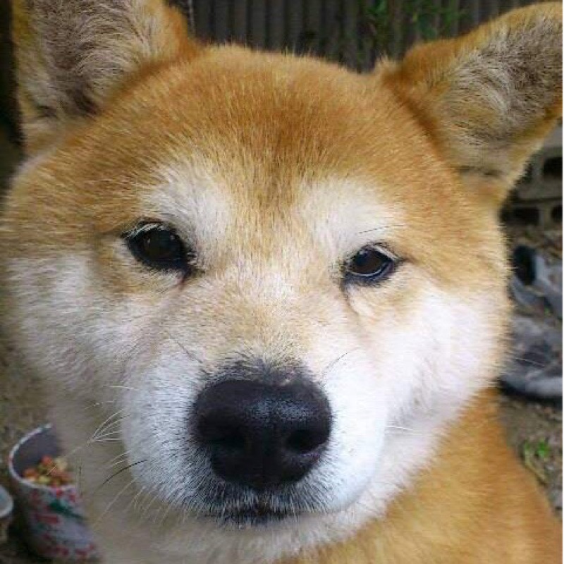 朝長いづみ