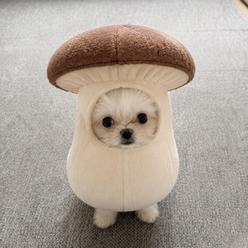 原夢華