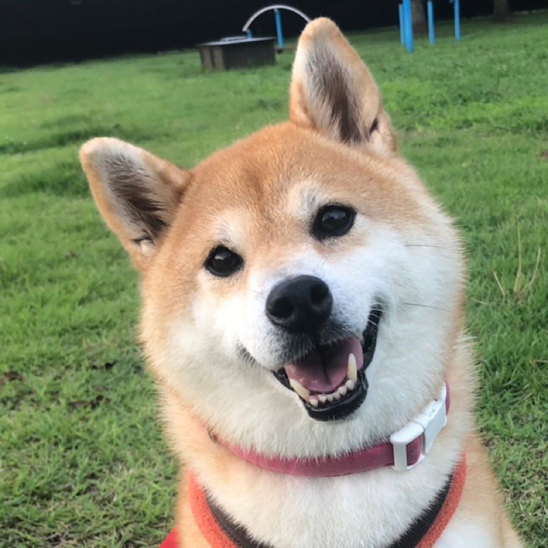 阿部広子