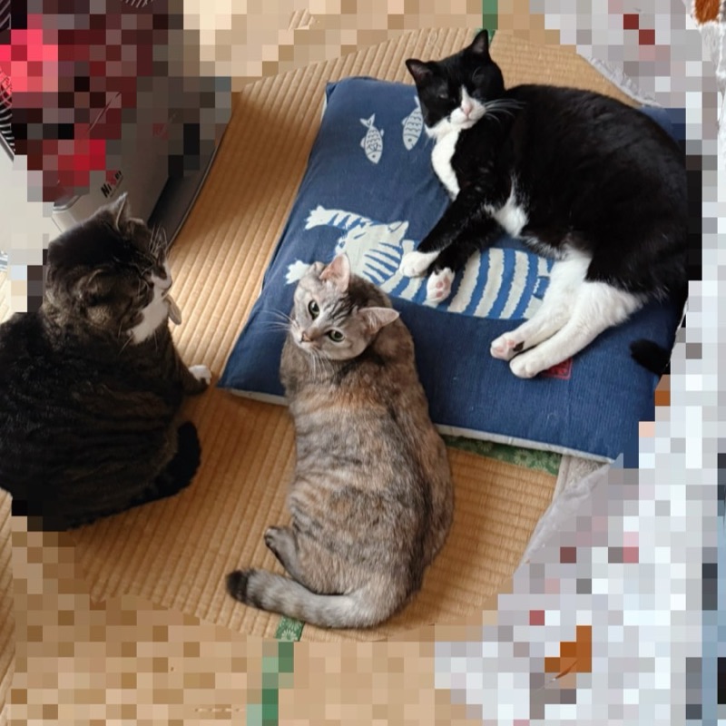 メグ