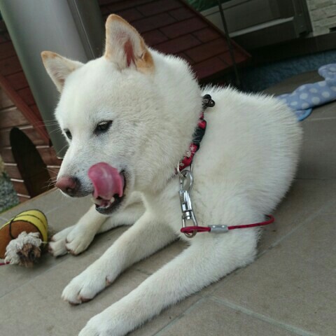 粕野 智美