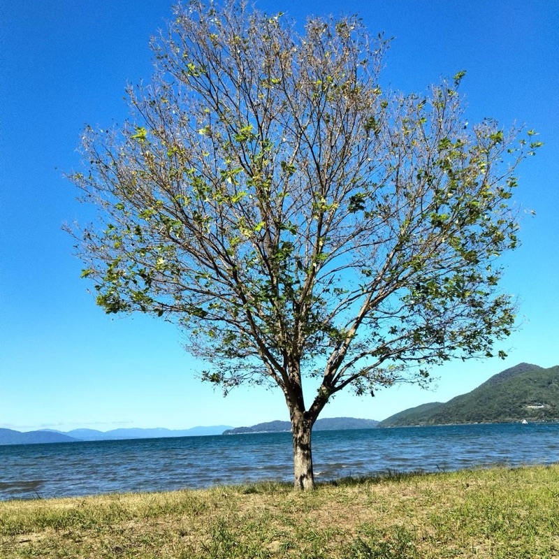 森　隆介
