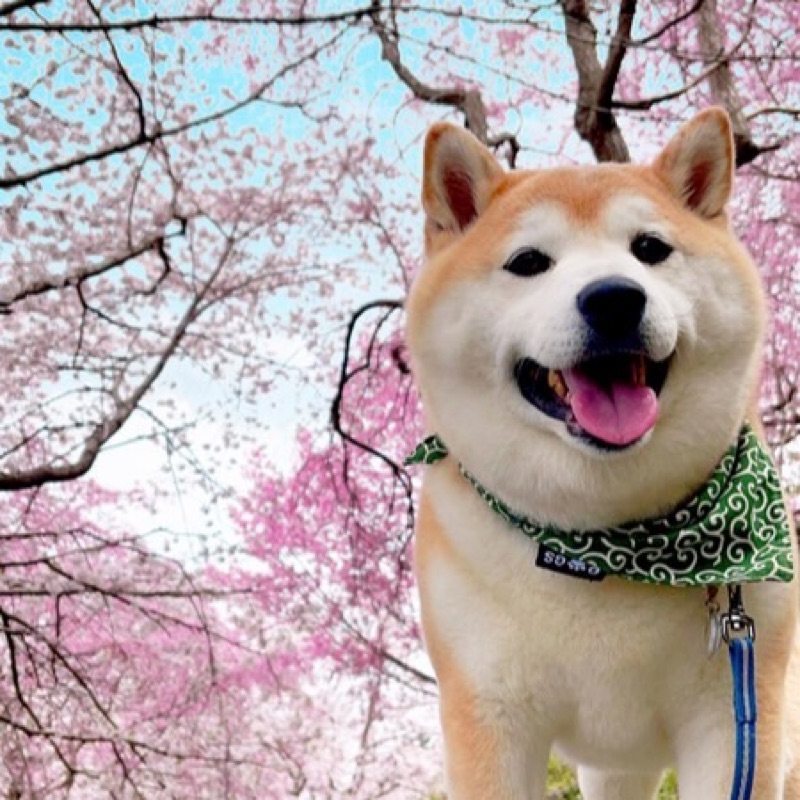 阿部