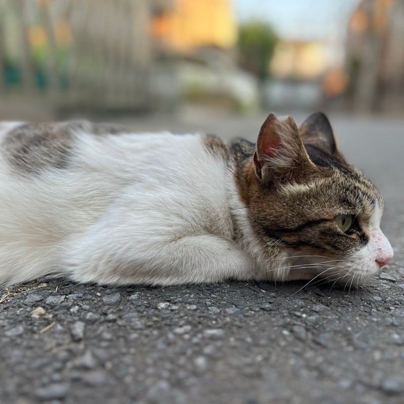 阿部伊吹