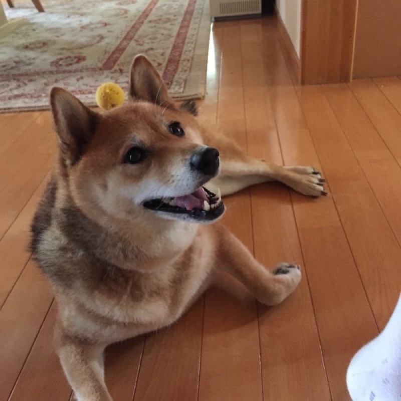 kosuke seta