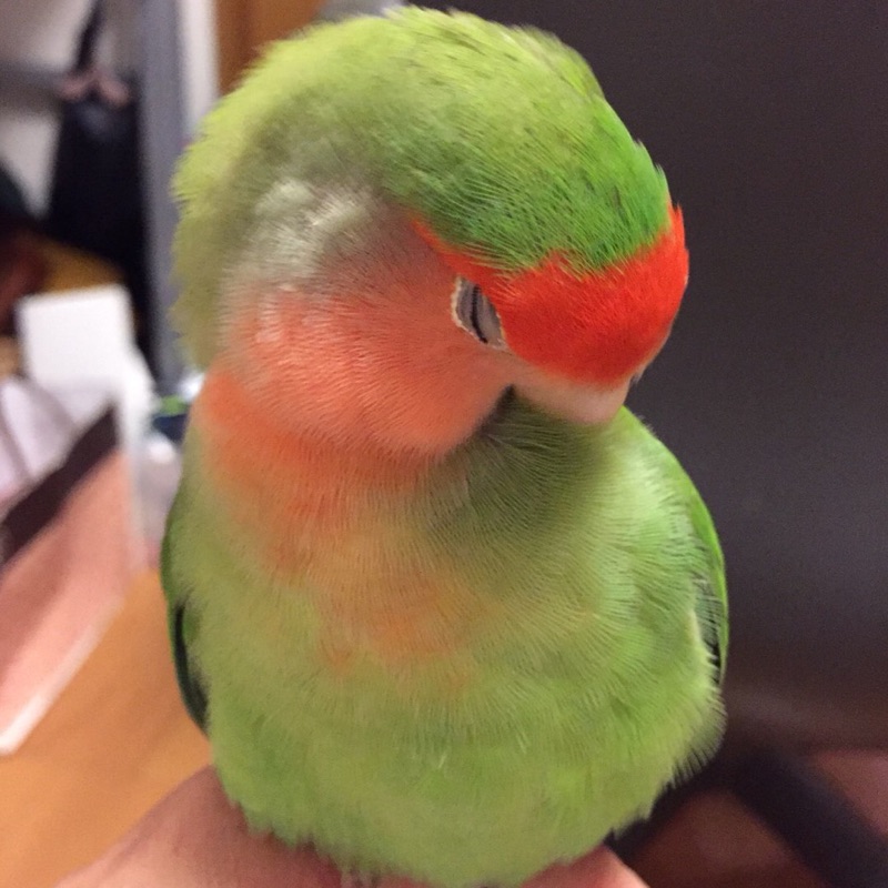 こぎそ