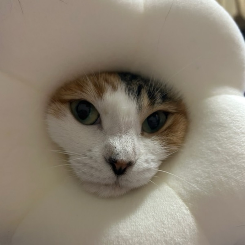 堤田　ひろ子