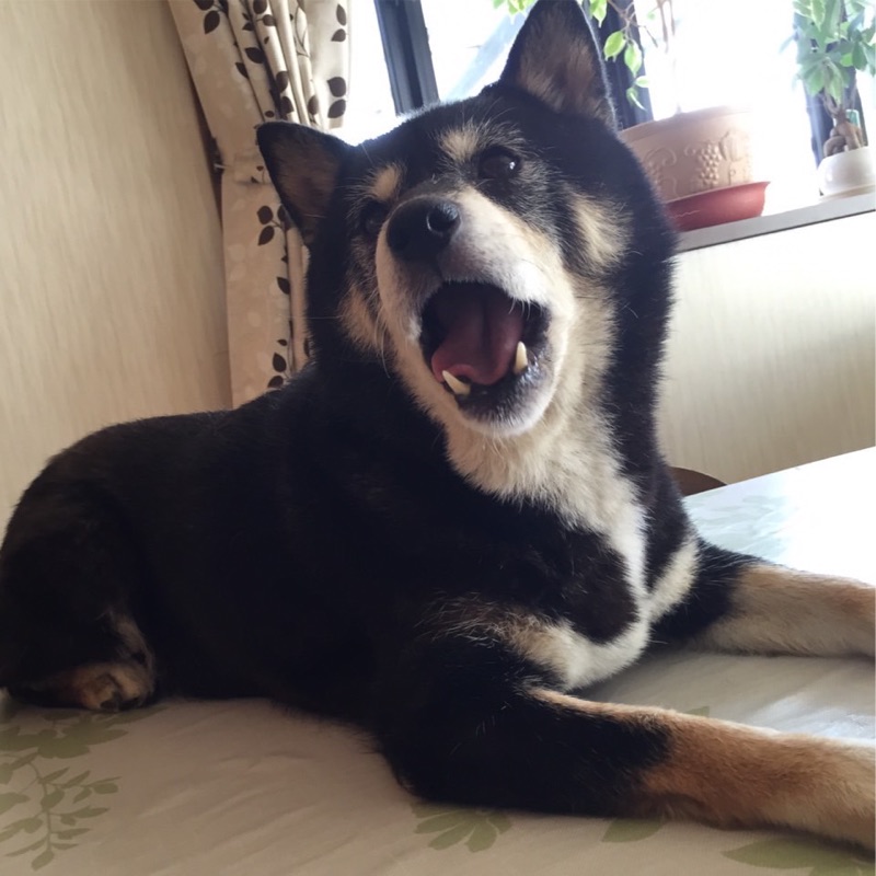 sachi