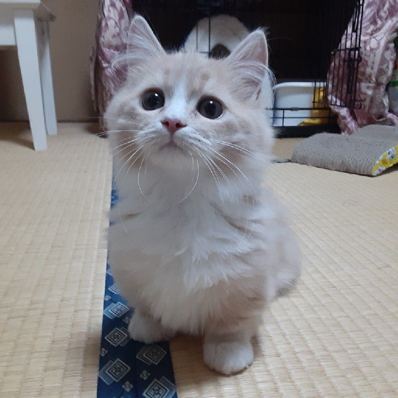 ぴろ