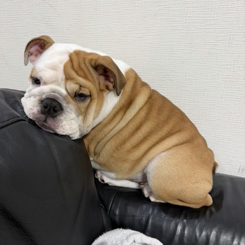 しょーこ