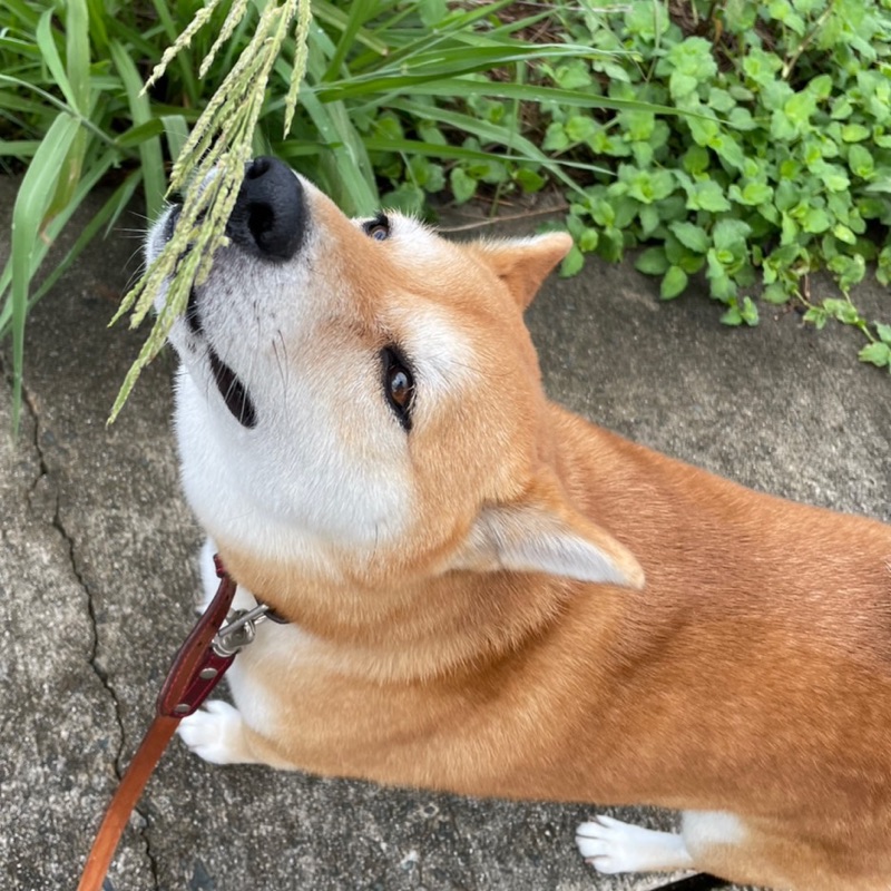 ミエ