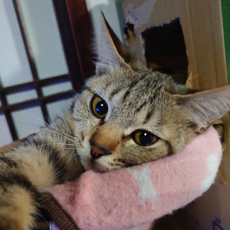 緒方由子