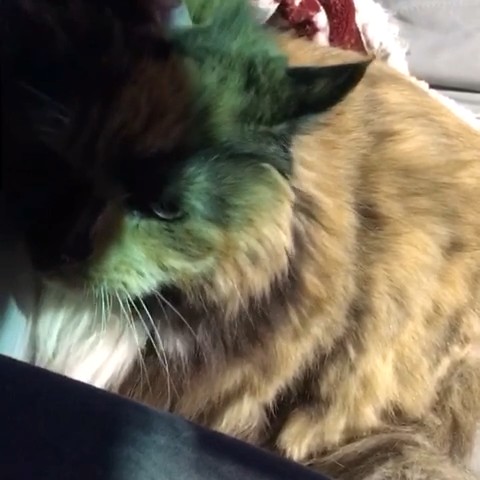 はる
