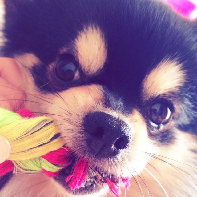 sachi