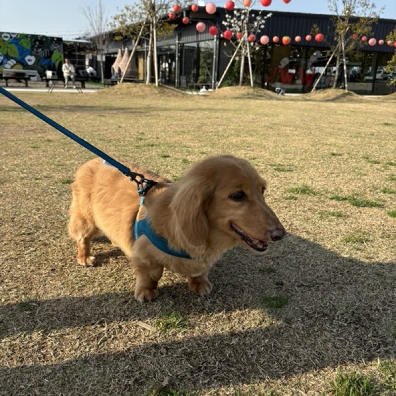miyu