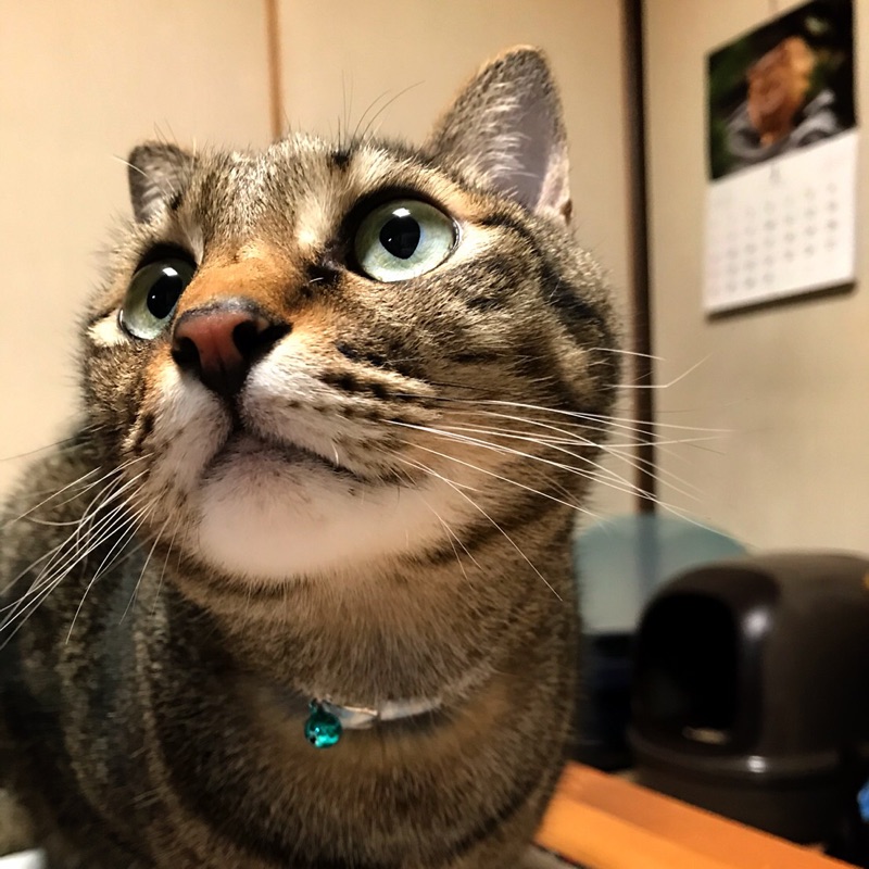 遠山秋子