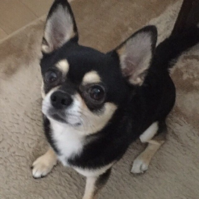 tomo