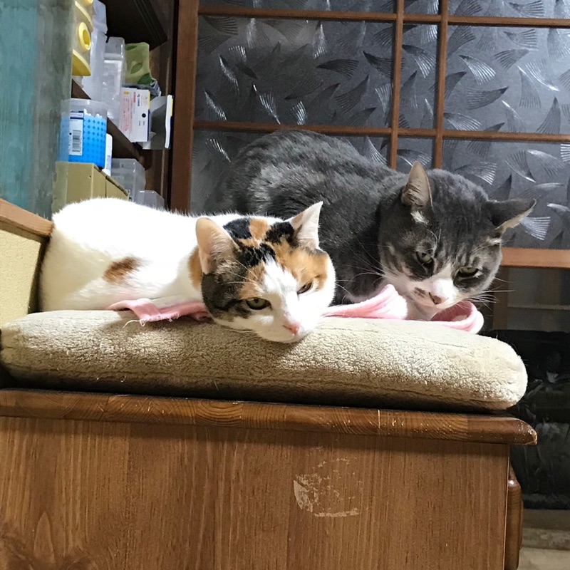 ふじた