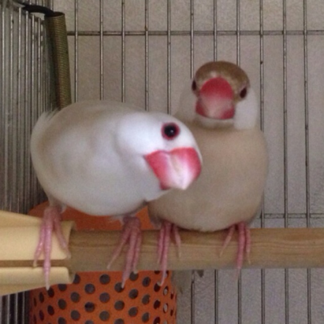 ララとも