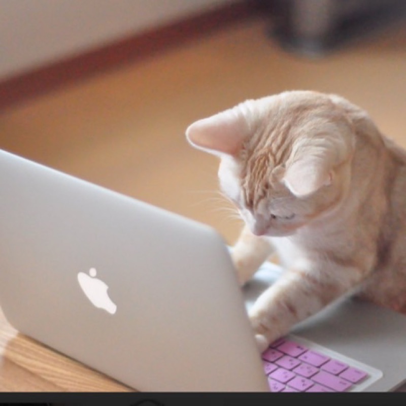 ねこ