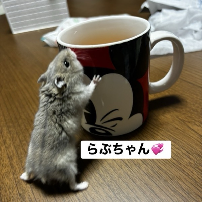 渡辺智美