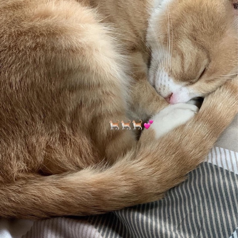 ゆうか