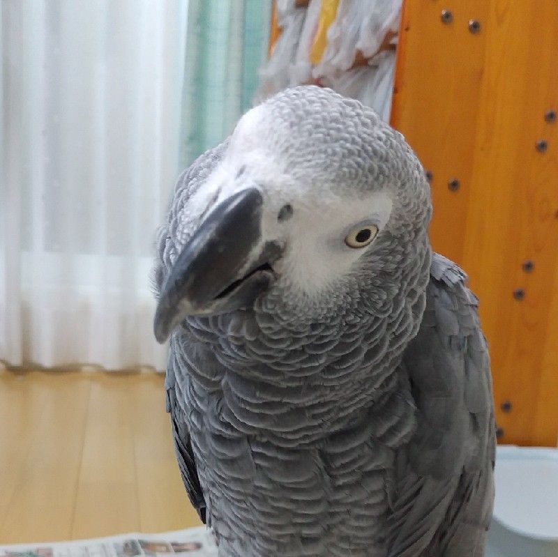りえ