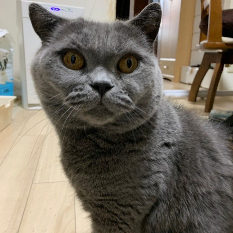 みみ