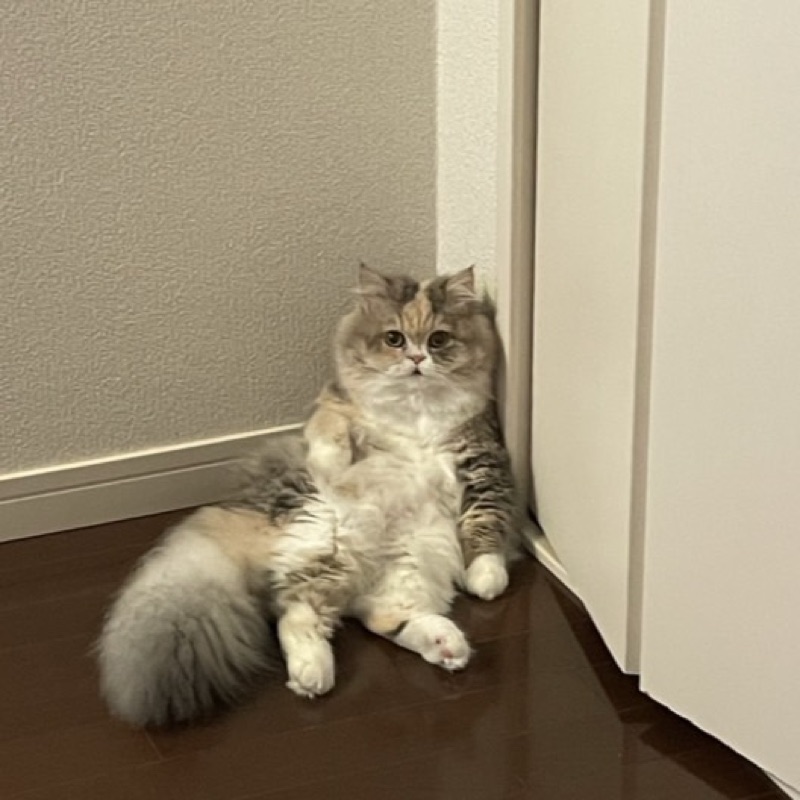 代田　由美
