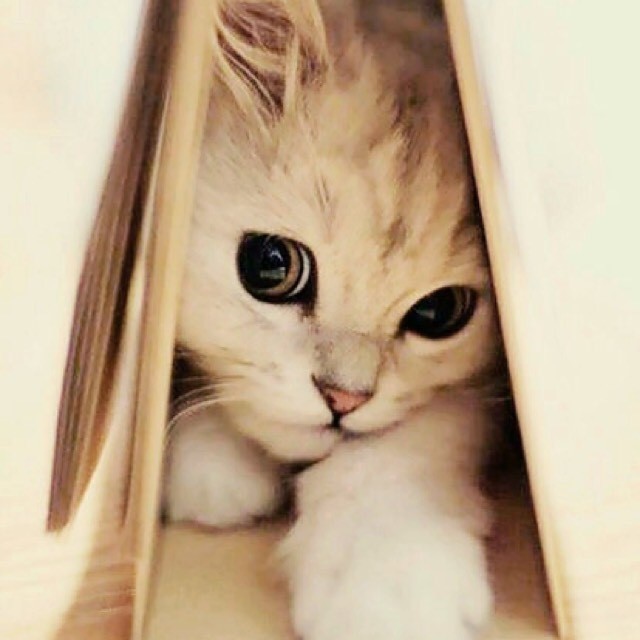 miya