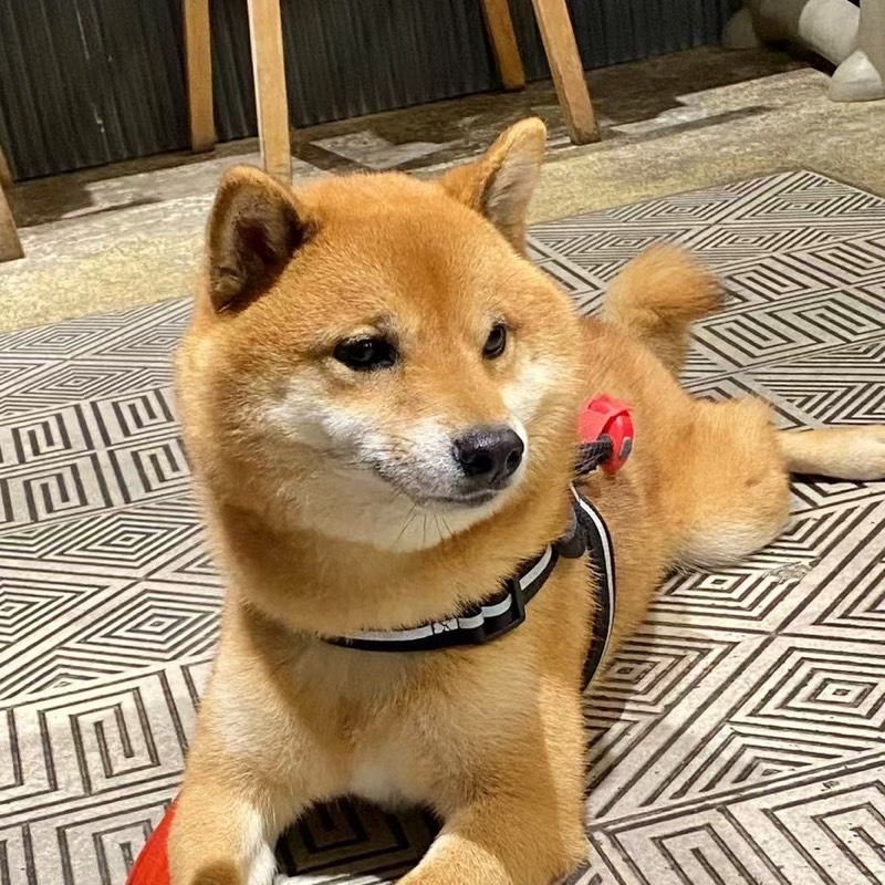 善生恵子