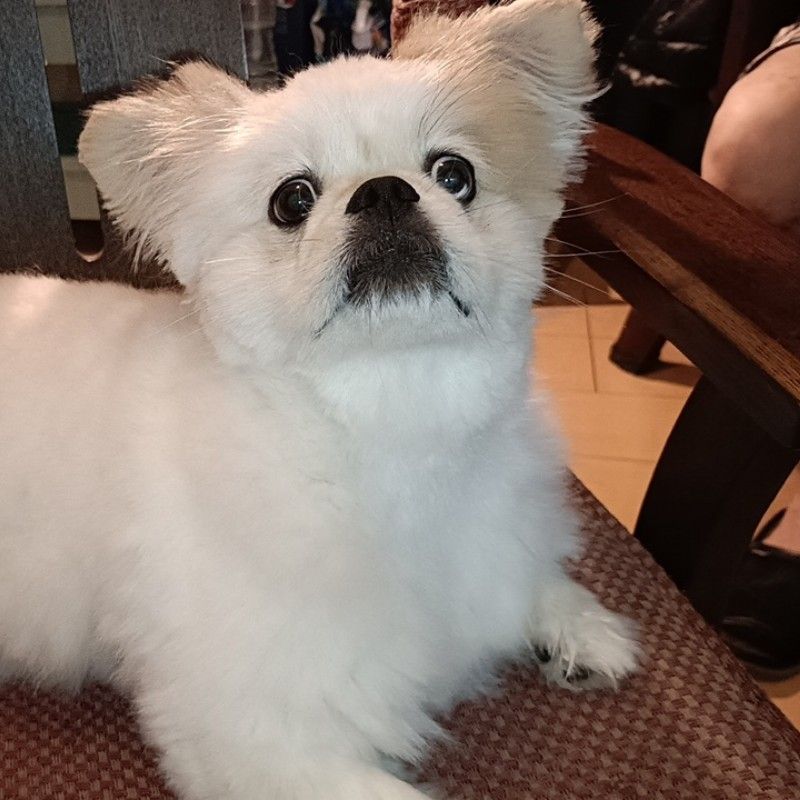 たえみょん