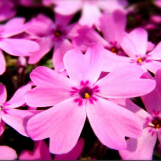 かれん