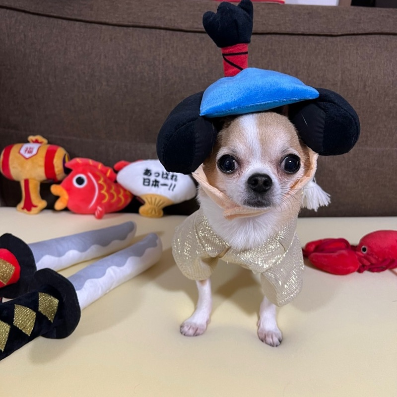 アルトロウナ🐶🐶🐶