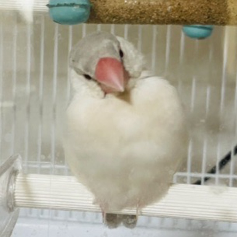 たいちゃま