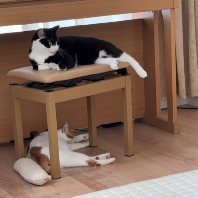 猪狩由香里