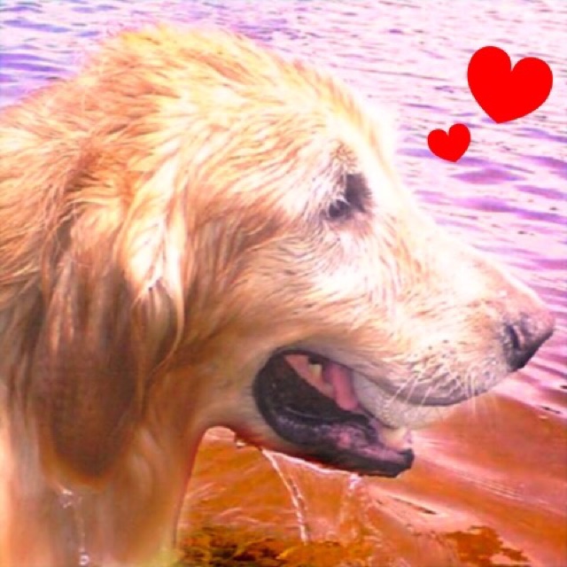 chaco