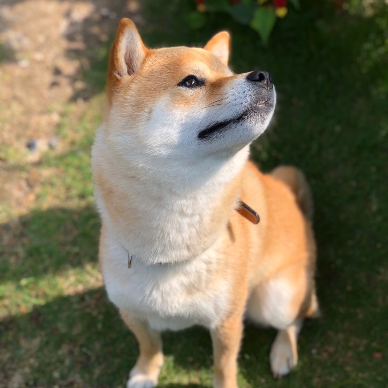 imoto