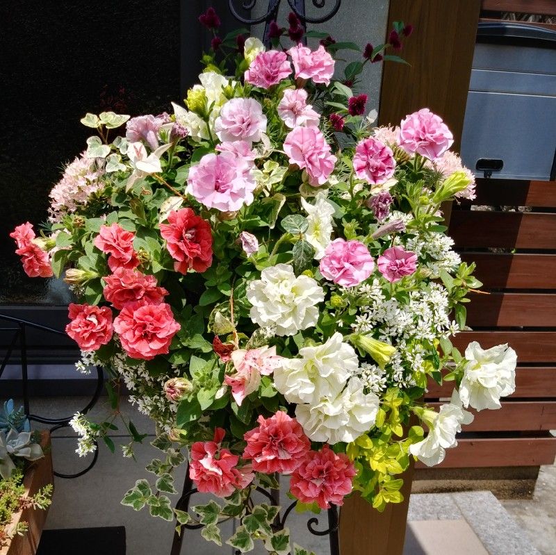 masako
